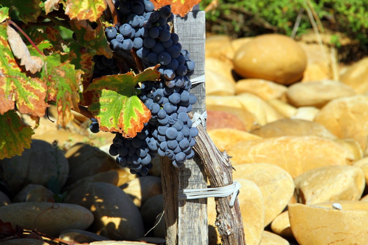 Vine and pebbles Côtes du Rhône