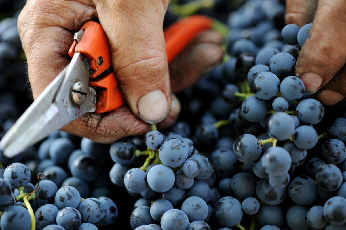 Organically grown grapes