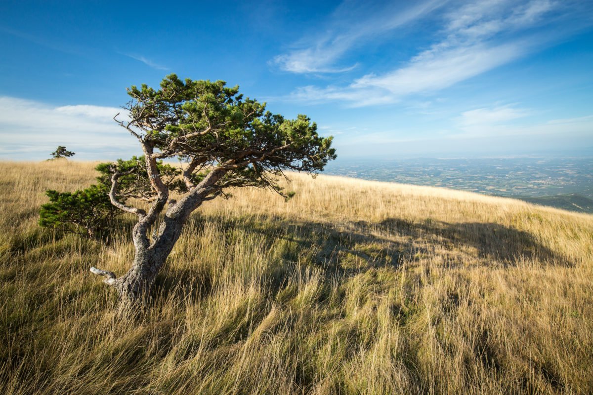 A soil swept by the Mistral